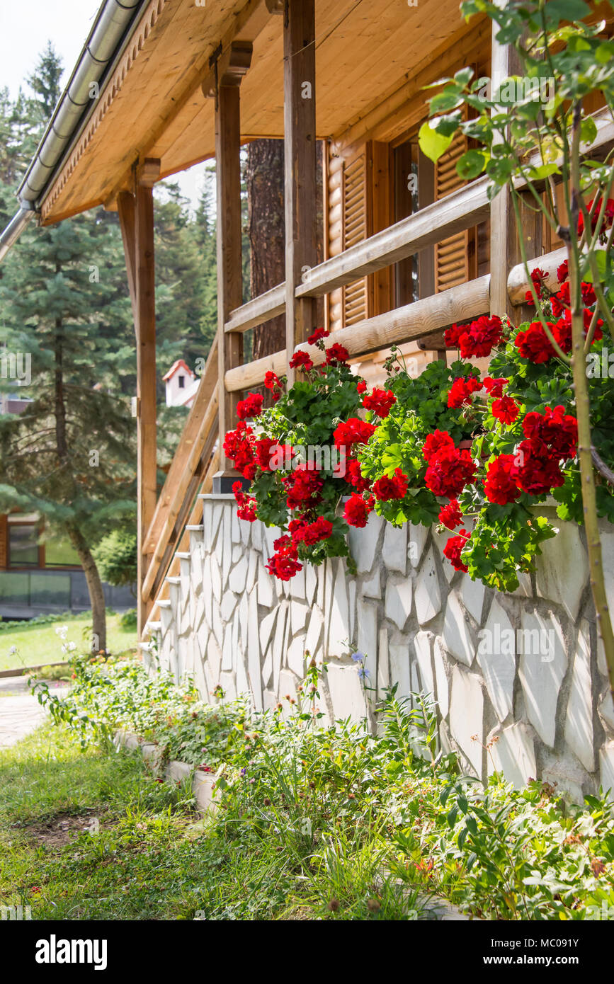 Sonnige Veranda eines hölzernen Haus mit roten Geranien in voller Blüte verziert. Stockfoto