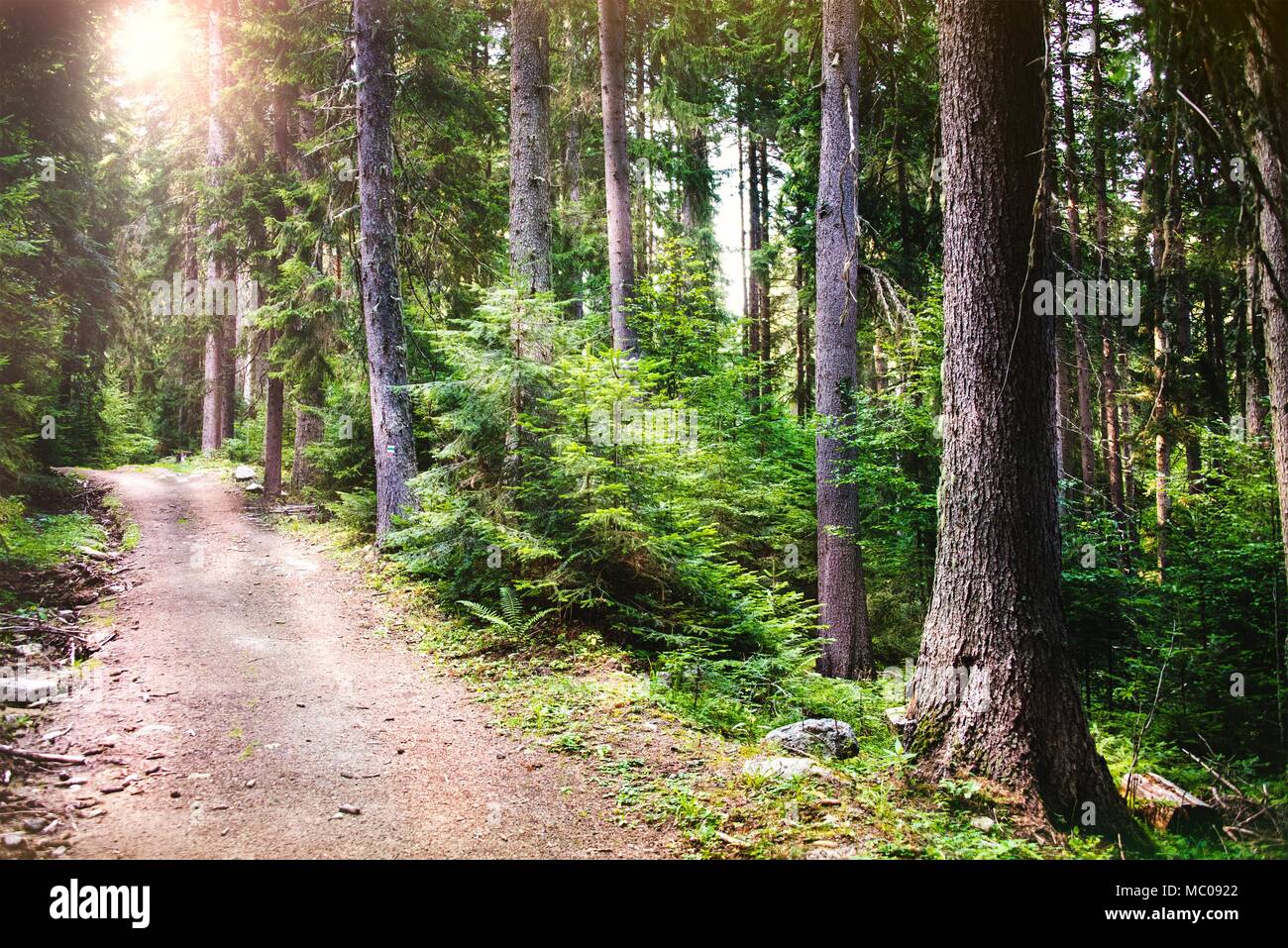 Ein Weg schlängelt sich durch einen Pinienwald. Sonnenstrahlen, die durch die Bäume brechen. Stockfoto