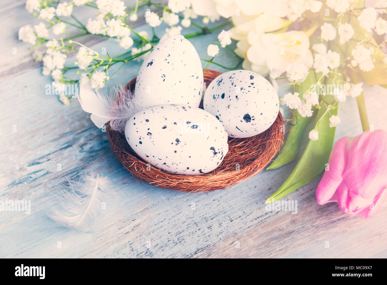 Nahaufnahme von Ostern Eier in ein Nest. Frühling Blumen und Federn über Blau rustikal Holz Hintergrund. Stockfoto