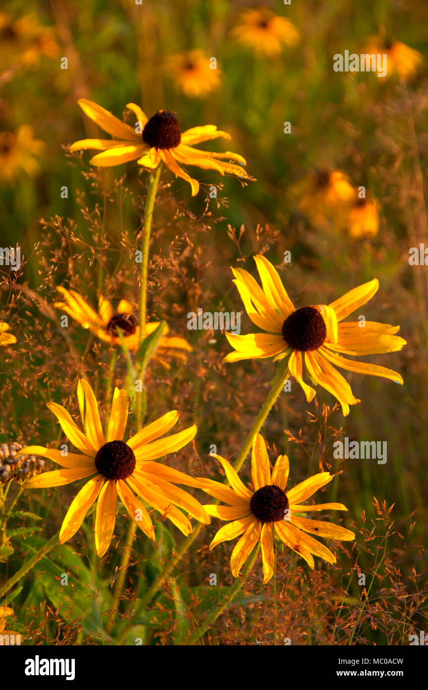 Black-Eyed Susans, Wiesen-Staatspark Haddam, Connecticut Stockfoto