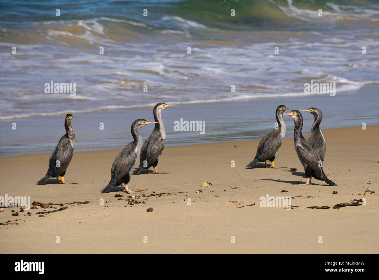 Gruppe von Pied shag am Waipapa Point, die Catlins, Southland, Neuseeland Stockfoto