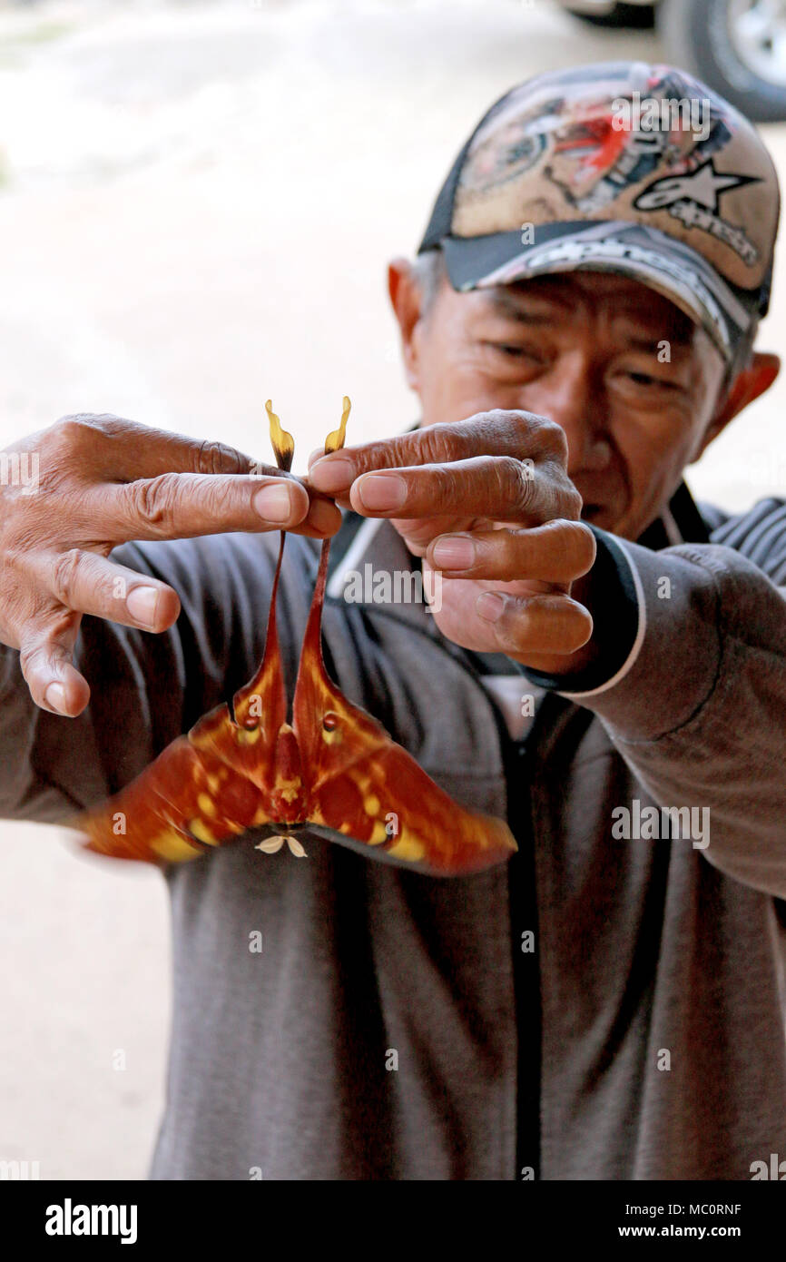 Ein alter Mann mit einer riesigen und wunderschönen Schmetterling (Actias Isis, nur in dieser Region gefunden) in Toraja, Sulawesi, Indonesien Stockfoto