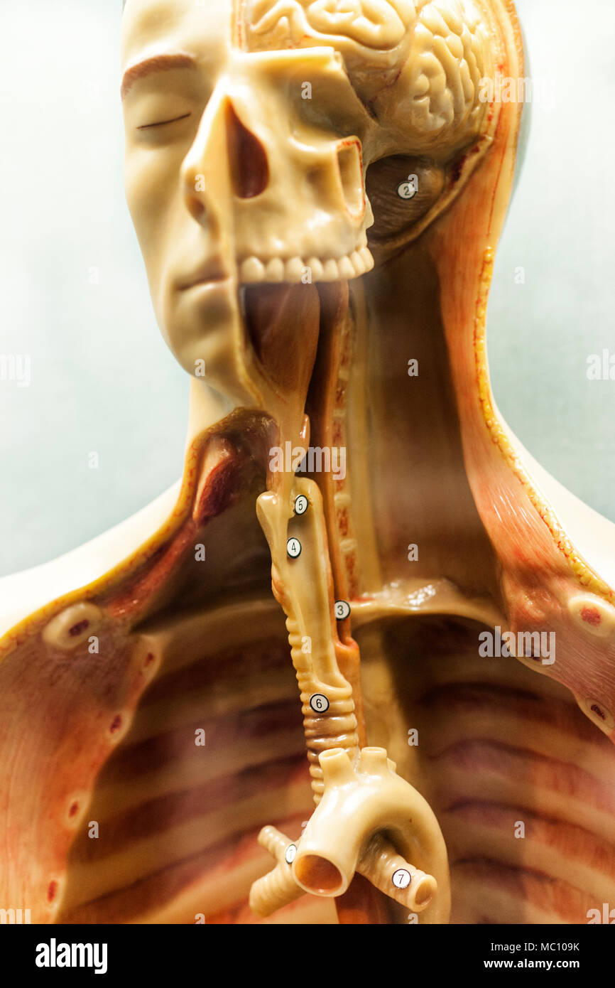 Anatomisches Modell eines Menschen mit abgeschnittenen Schnitten, der Luftröhre, Zähne, Gehirn im Mayo Clinic Museum, Rochester, Minnesota, USA zeigt Stockfoto