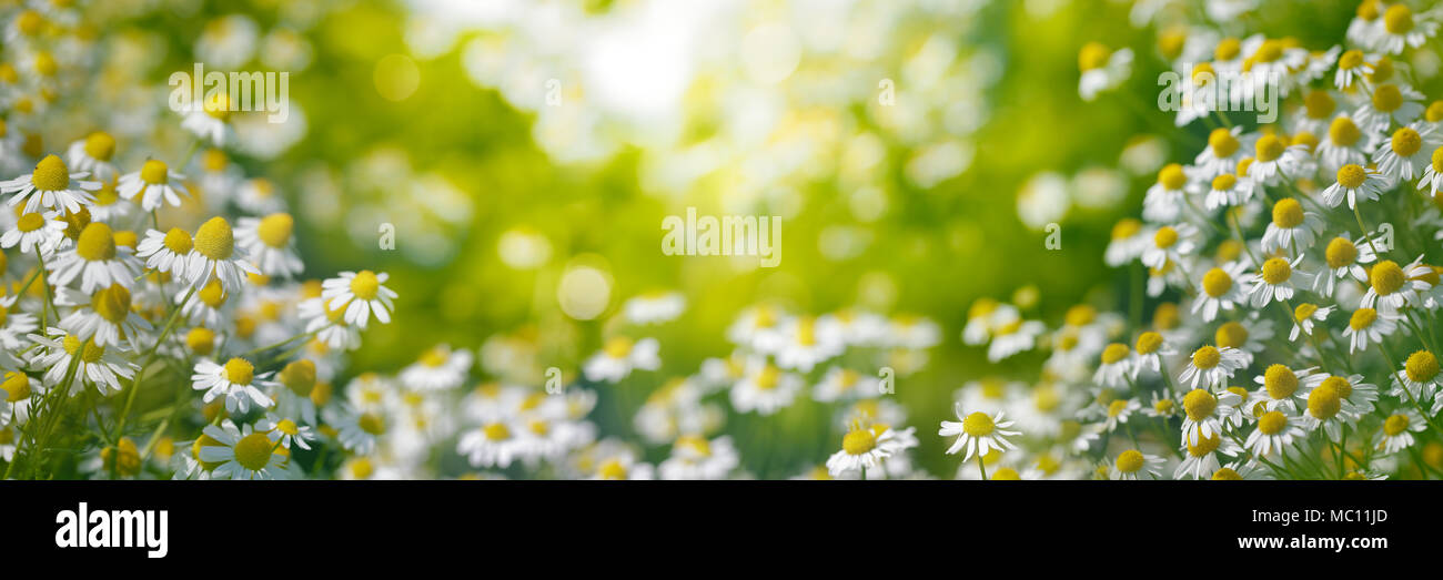 Kamille Garten am Morgen Stockfoto