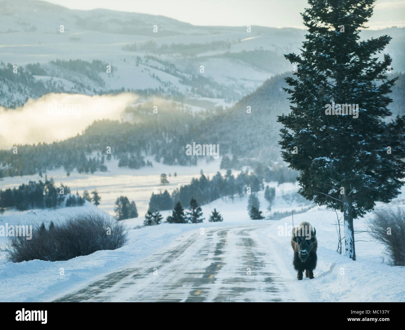Ein einzelner Bison Tier Spaziergänge entlang einer vereisten Straße Tiefschnee in Lamar Tal an einem kalten Wintertag in Mammoth Hot Springs, Yellowstone Nat zu vermeiden. Stockfoto