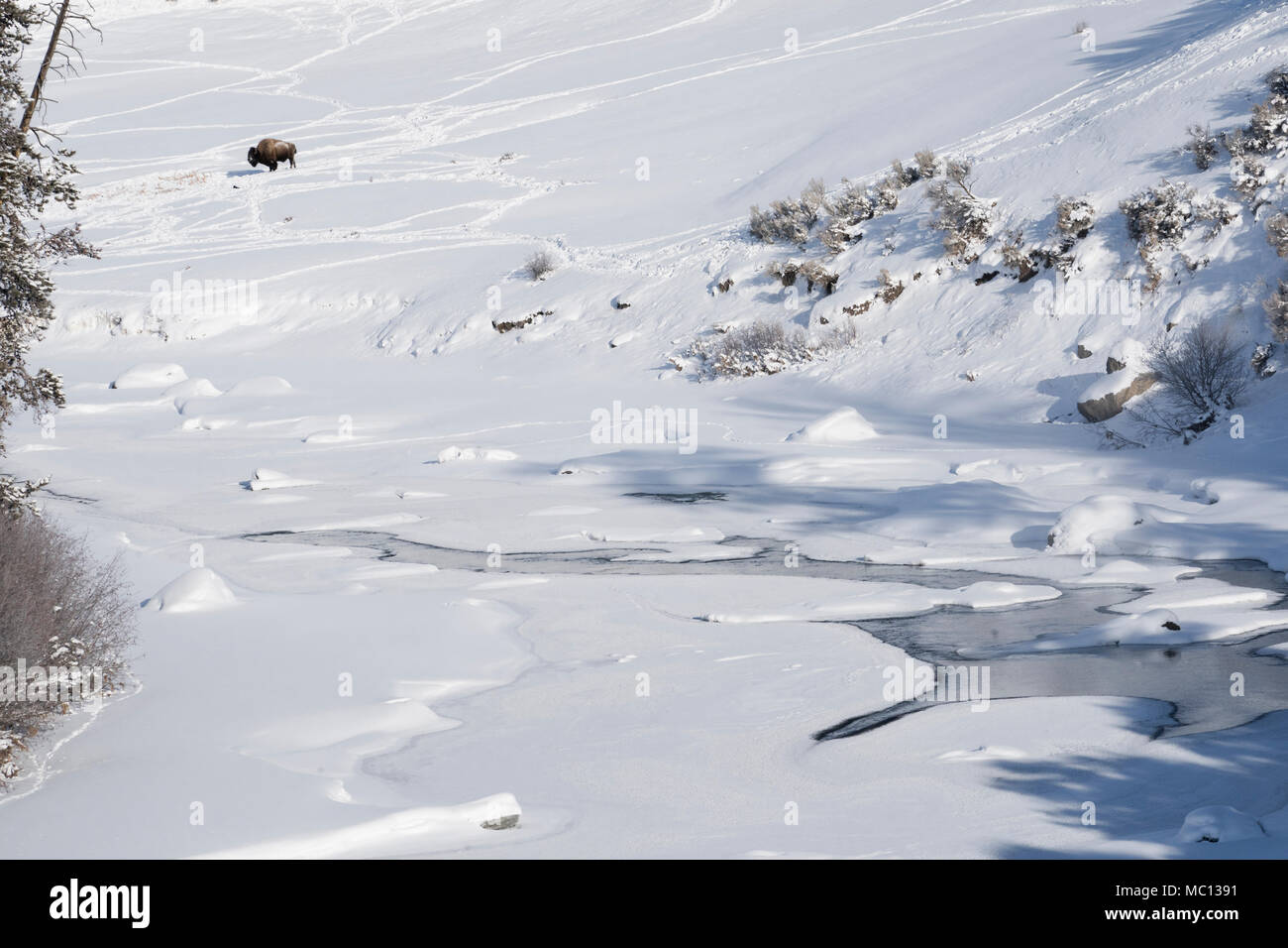 Ein amerikanischer Bison Tier steht im Schnee am Flussufer in Lamar Valley gefroren an einem kalten Wintertag in Mammoth Hot Springs, Yellowstone National Pa Stockfoto