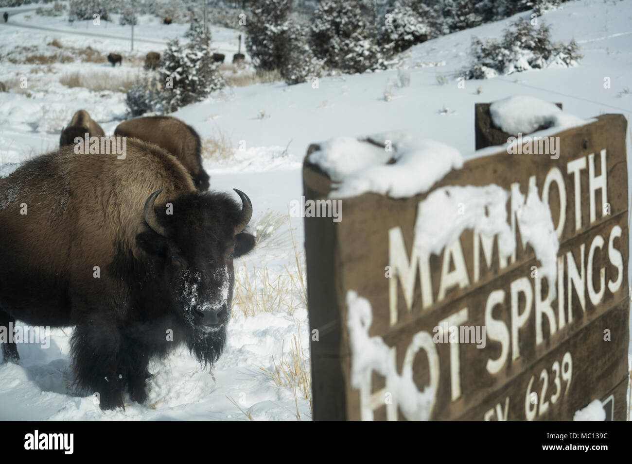 Ein amerikanischer Bison Tier Spaziergänge durch tiefen Schnee und Pausen in der Nähe der park Schild an einem kalten subzero Wintertag im Lamar Valley Mammoth Hot Springs, Ihr Stockfoto