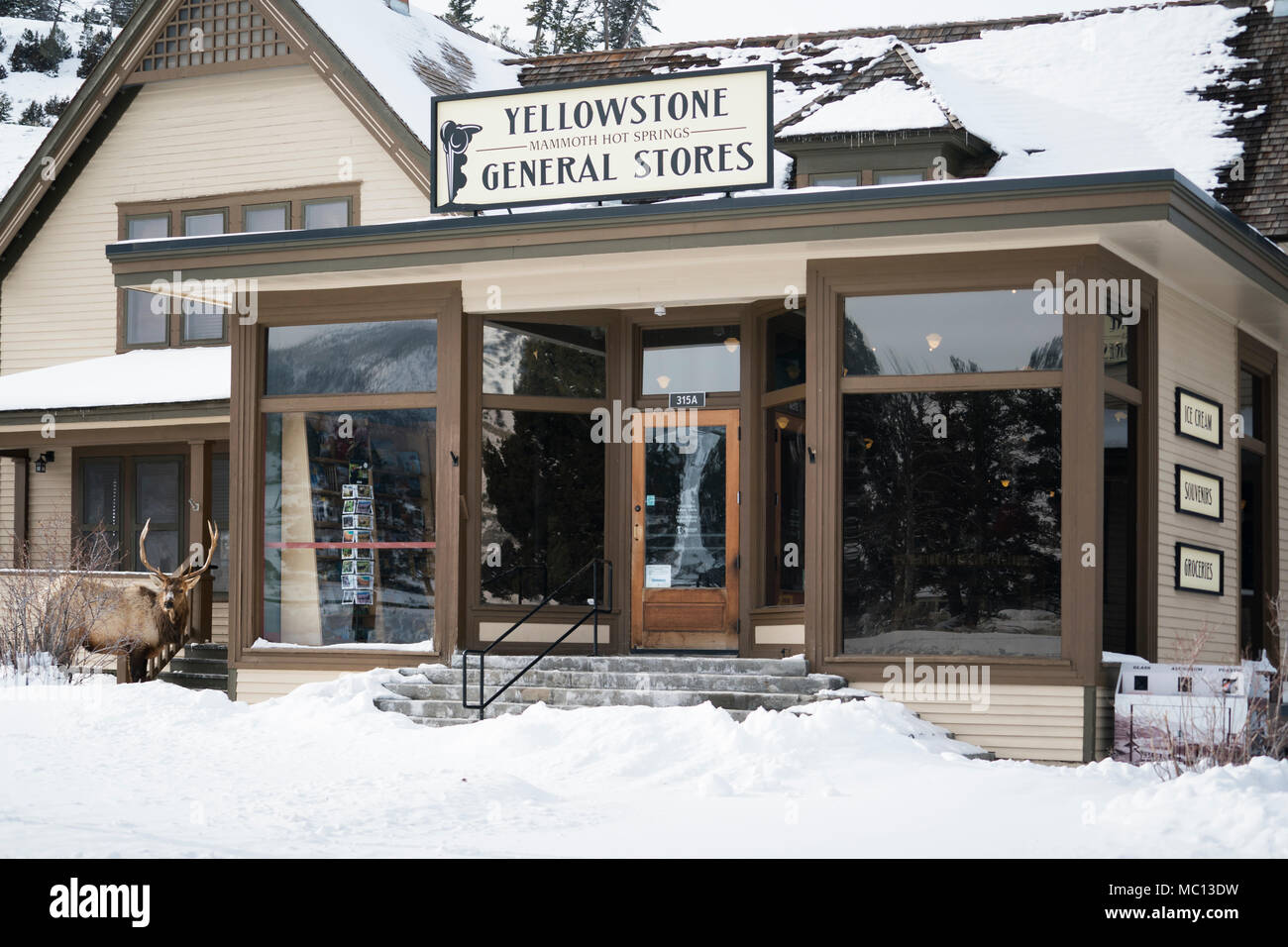 Wyoming, USA - 22. Februar 2018: Ein Elch mit geweih an der Schritte der General Store in Mammoth Hot Springs an einem Wintertag in Yellowston Stockfoto