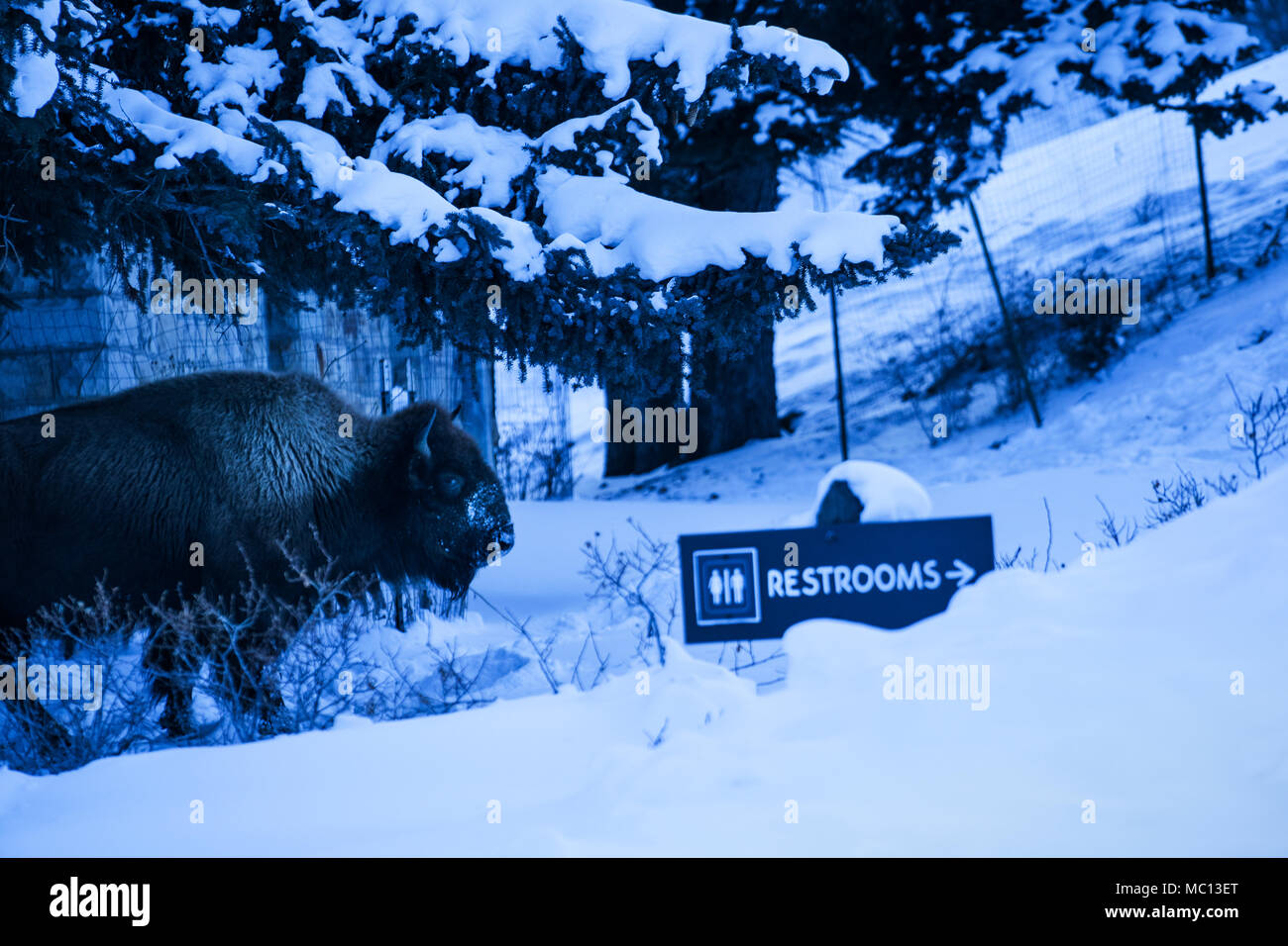 Wyoming, USA - 20. Februar 2018: Ein bison Spaziergänge in Richtung ein Zeichen zeigen auf Toiletten in der Dämmerung in Mammoth Hot Springs Hotel in Yellowstone National P Stockfoto