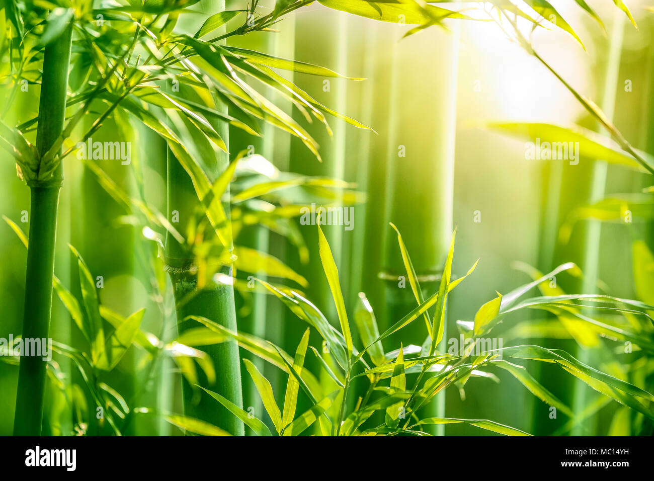Bambuswald am Morgen Stockfoto