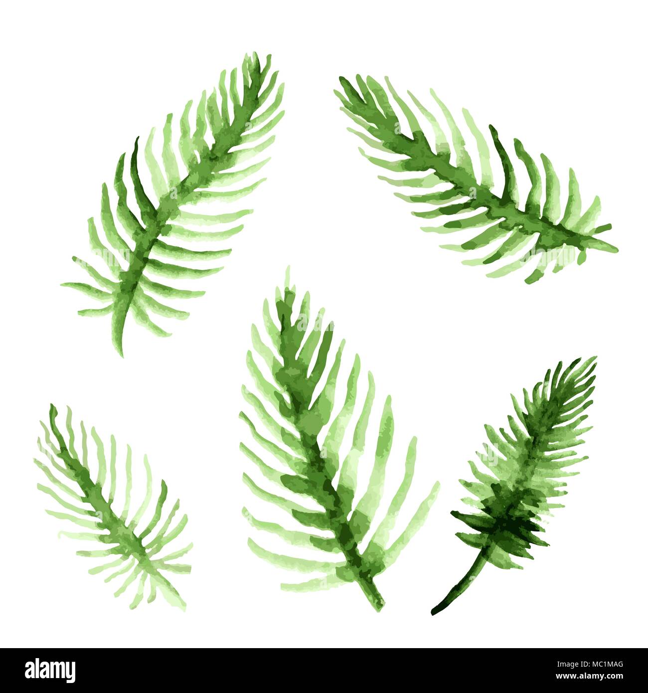 Aquarell Palmenblättern. Grüne Wedel Sammlung. Vector Illustration auf weißem Hintergrund. Stock Vektor
