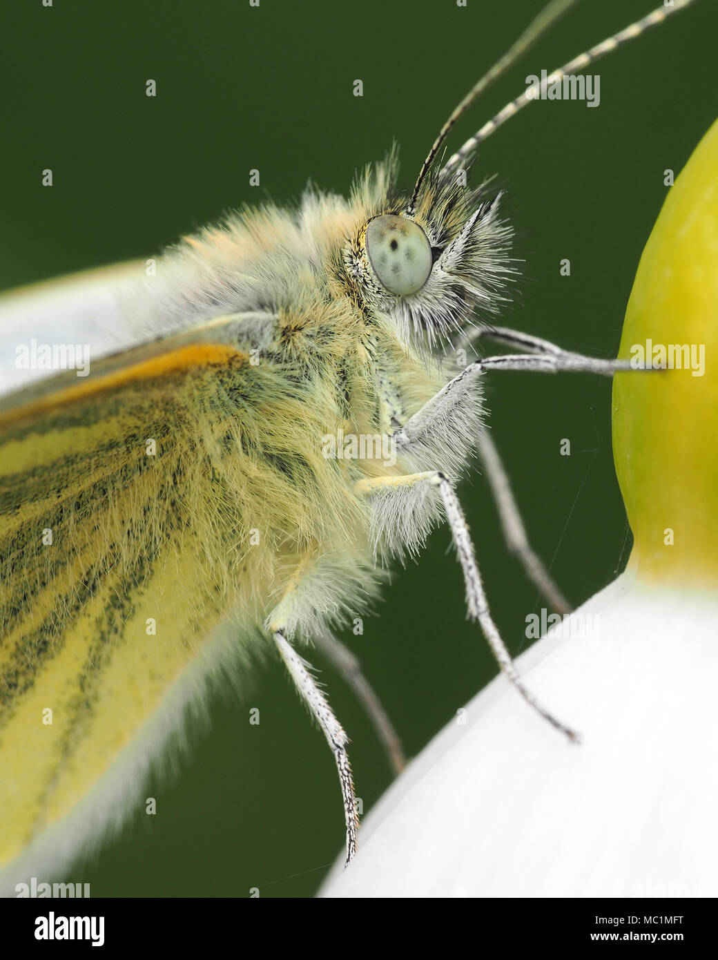 In der Nähe von Grün Geaderten weiße Falter (Pieris napi) auf Sommer Schneeflocke wildflower thront. Tipperary, Irland Stockfoto