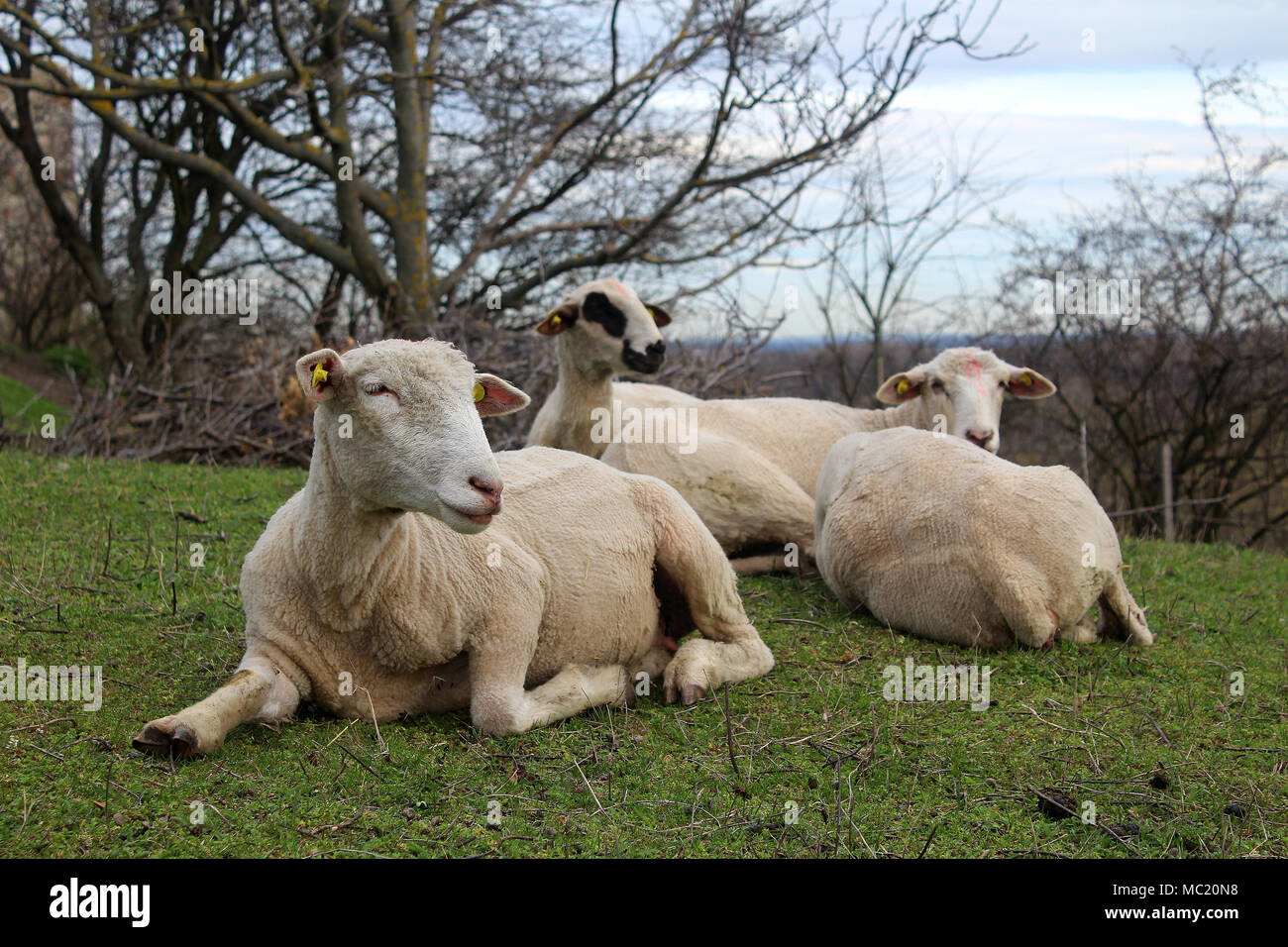 Herde Schafe auf einer Wiese, Frühjahr - Bauernhof Tiere Stockfoto