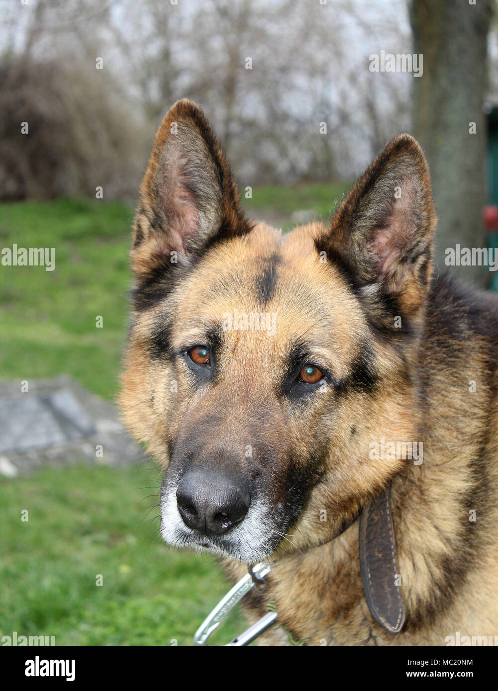 Porträt von einem Schäferhund Männlich Stockfoto