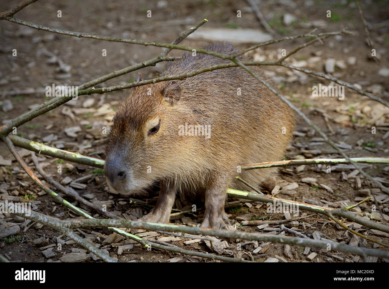 Capybara Tier in der Natur Stockfoto