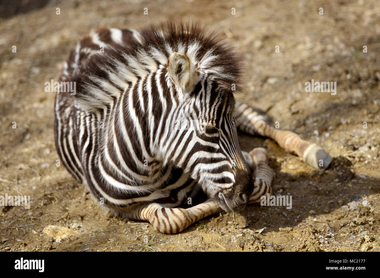 Zebra in der Natur Stockfoto