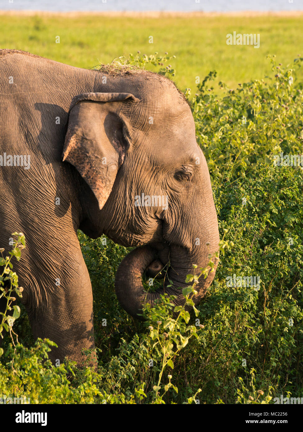 Vertikale Ansicht von einem wilden Elefanten in Minneriya National Park in Sri Lanka. Stockfoto