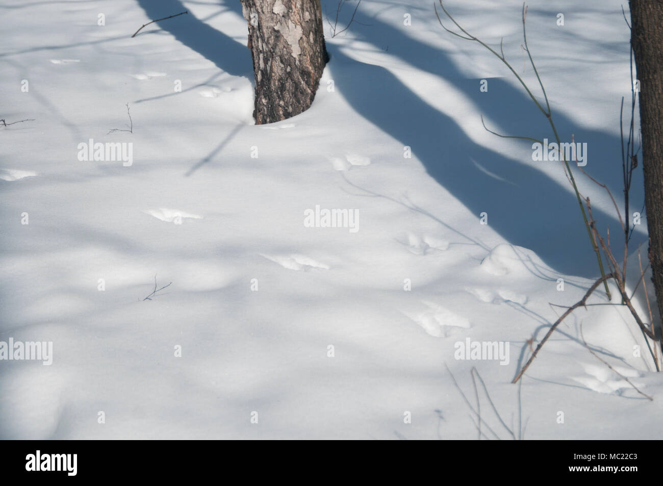 Eichhörnchen Trace auf Schnee, aus nächster Nähe erschossen Stockfoto