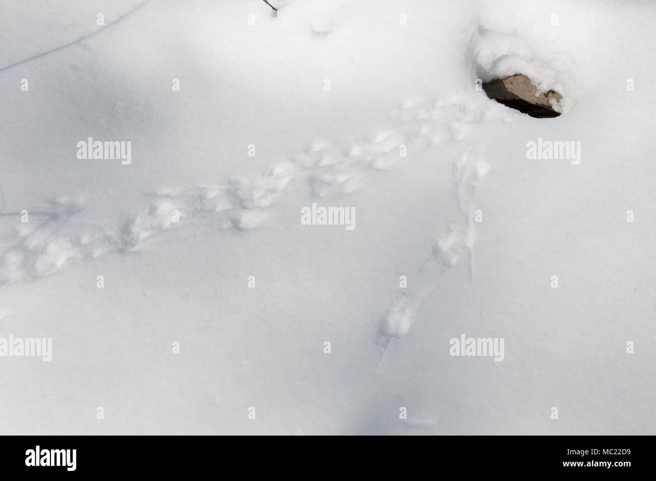 Feldmaus Spur im Schnee, Nahaufnahme Schuss Stockfoto