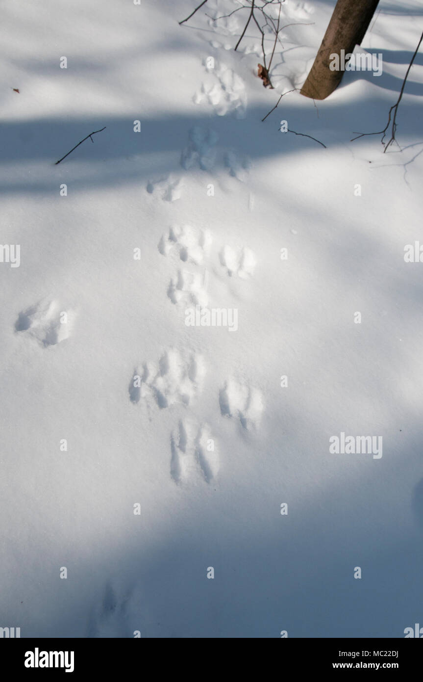 Eichhörnchen Trace auf Schnee, aus nächster Nähe erschossen Stockfoto