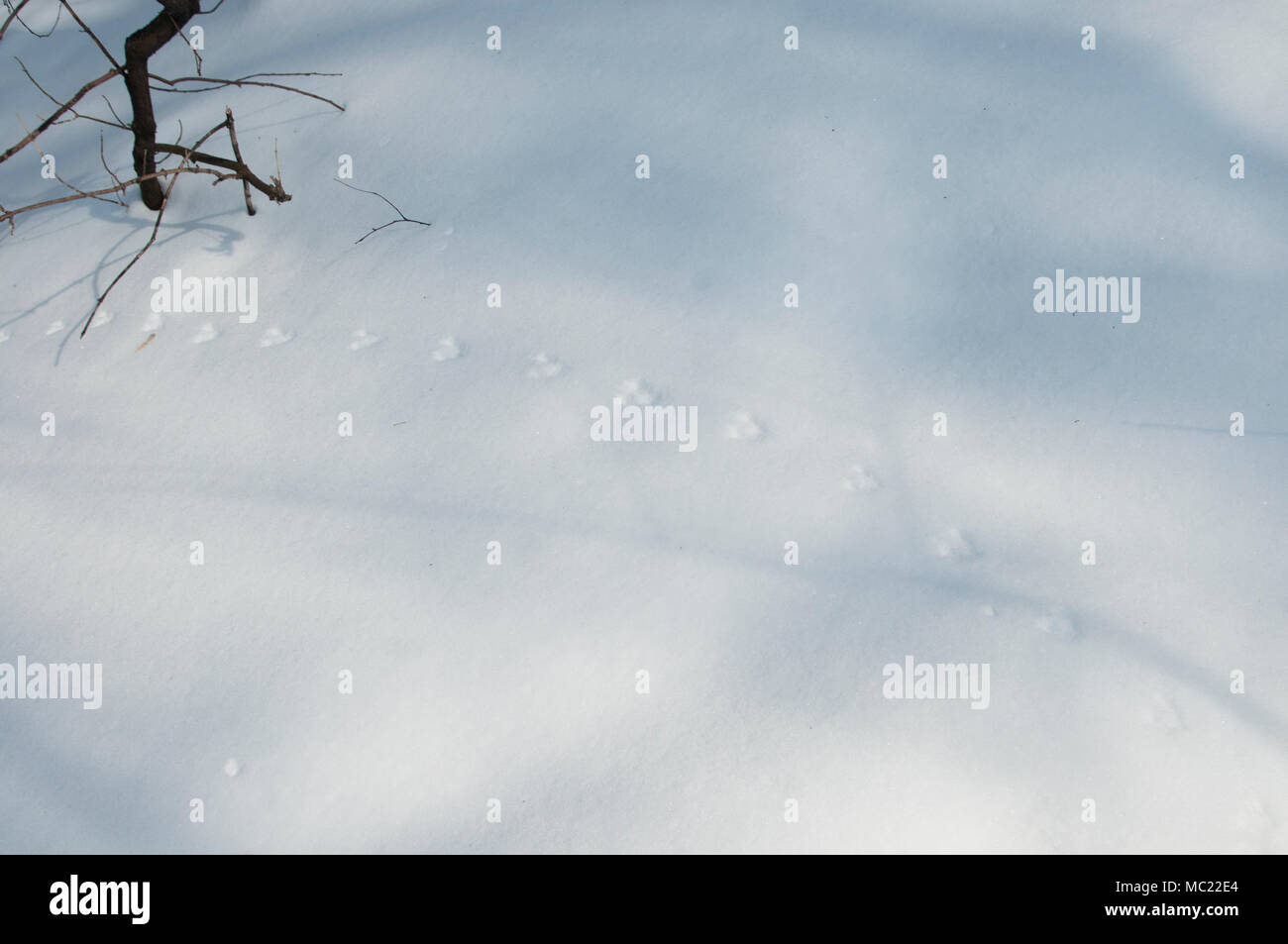 Feldmaus Spur im Schnee, Nahaufnahme Schuss Stockfoto