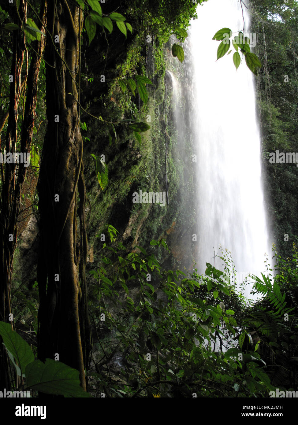 Lianen wachsen am Wasserfall Misol Ha in Salto de Agua, Chiapas, Mexiko, 19. Februar 2010. Stockfoto