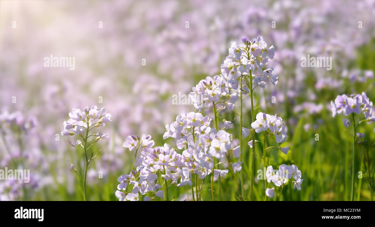 Wildblumen Kuckuck - Blume, Cardamine pratensis, in einer Wiese an einem sonnigen Tag im Frühjahr, Deutschland, Europa Stockfoto