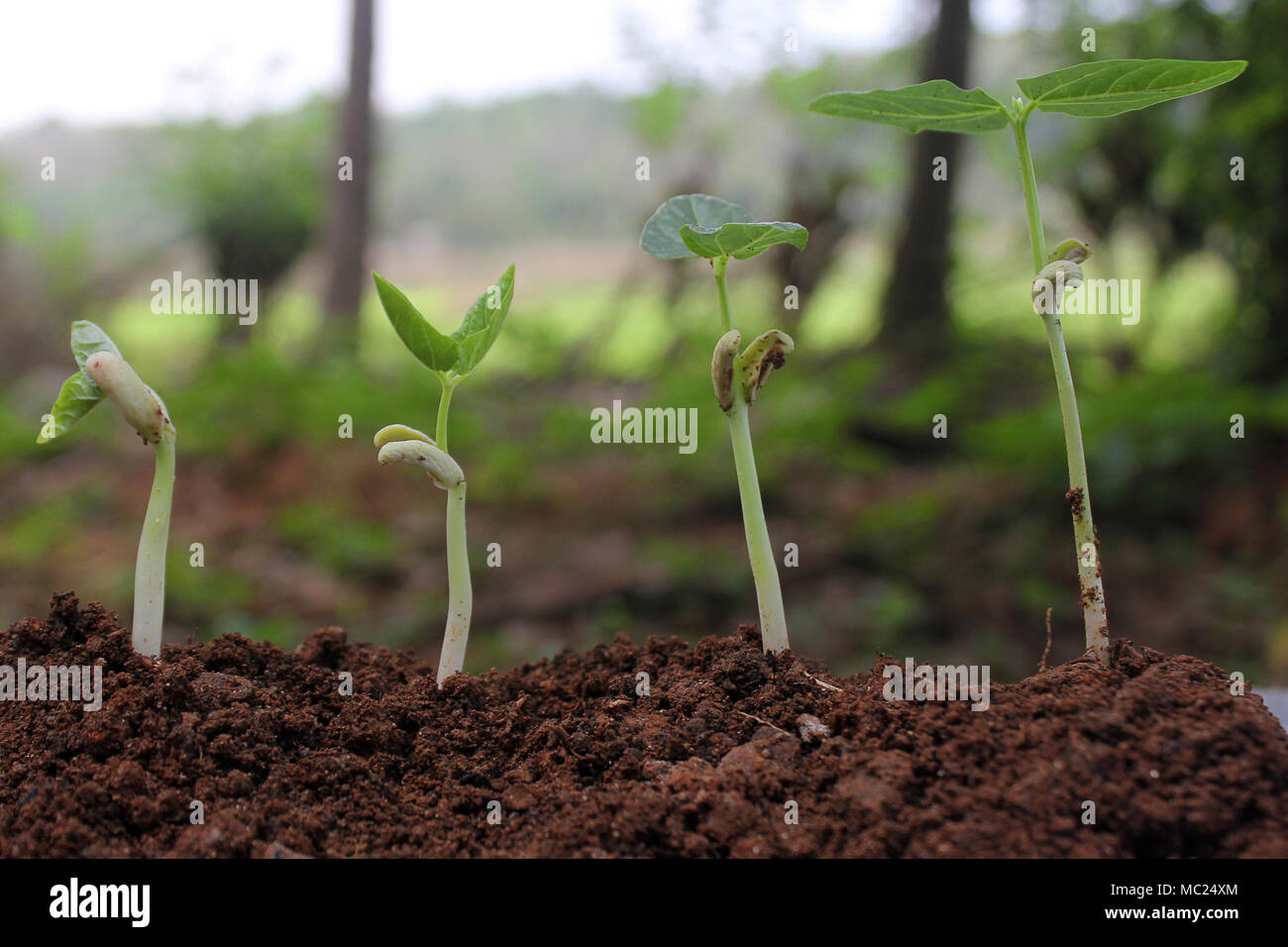 Das Wachstum der Pflanzen - Stufen der wachsenden Pflanzen Stockfotografie  - Alamy