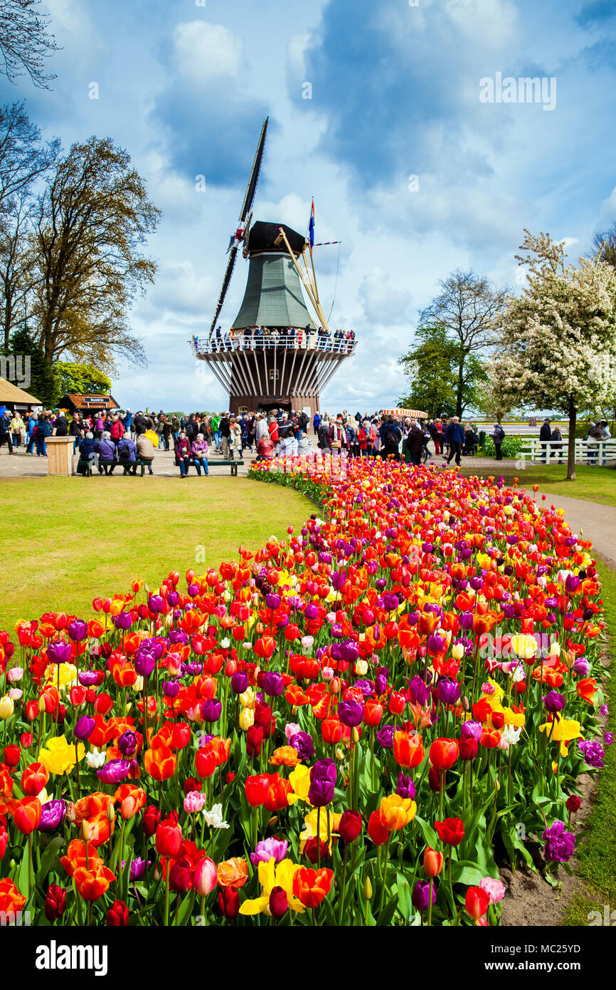 Dekorative Windmühle in Keukenhof Park. Touristen wandern in der Blüte bunte Tulpen Feld Stockfoto