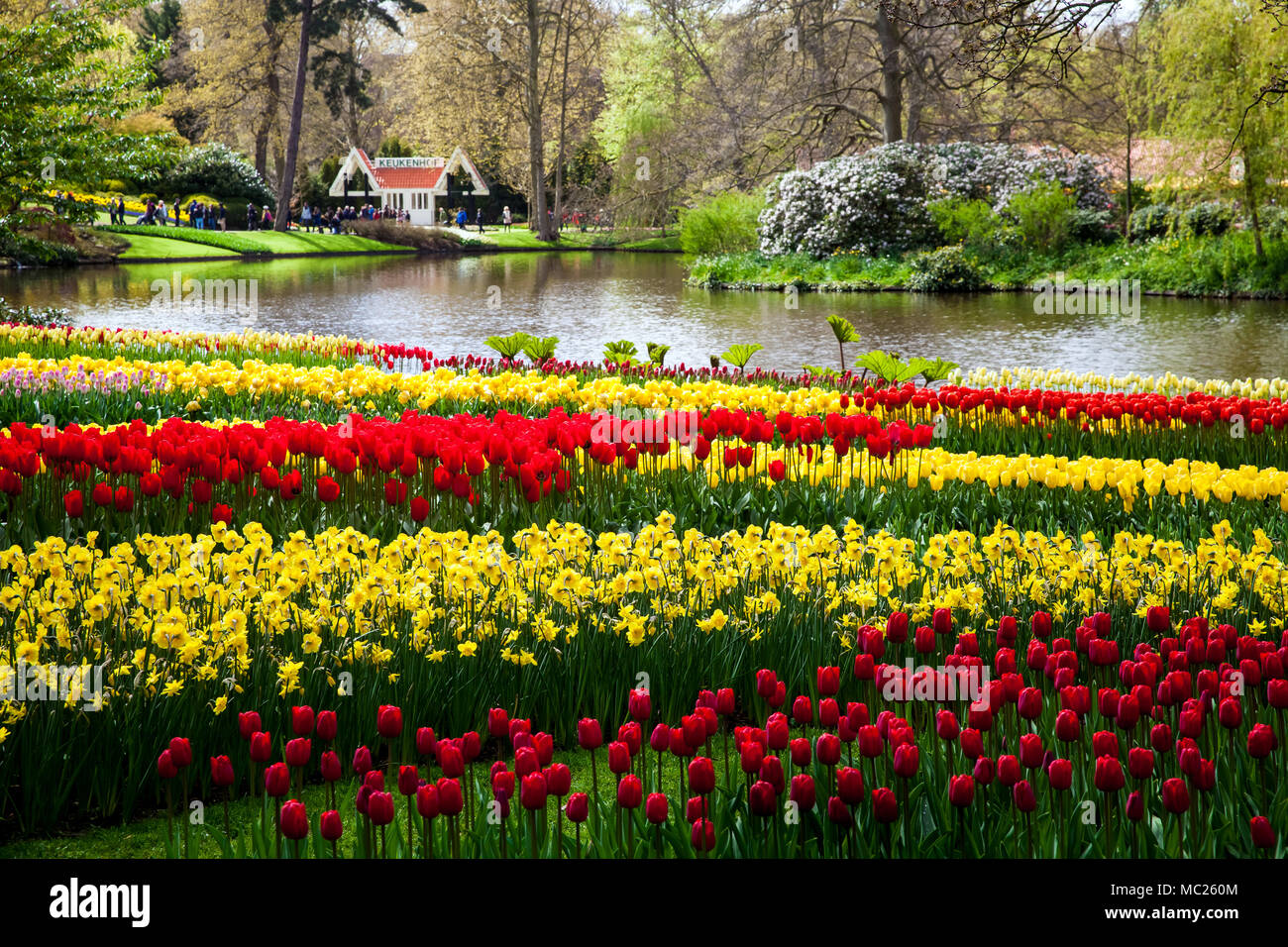 Bunte Tulpen am Ufer des Flusses im Keukenhof Park in Amsterdam, Niederlande. Spring Blossom im Keukenhof Stockfoto
