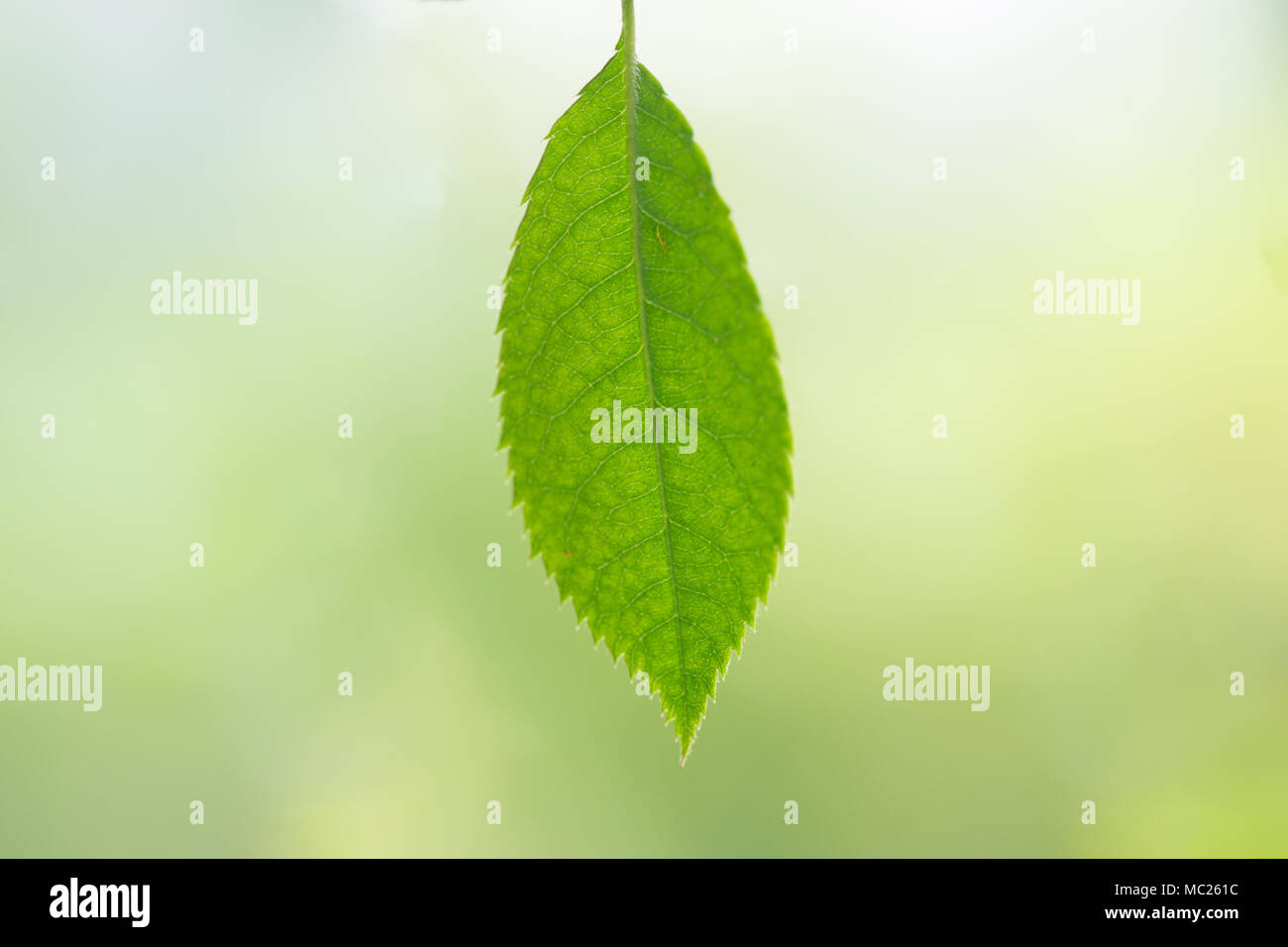 Frische grüne Blatt auf Blur grüner Hintergrund Stockfoto