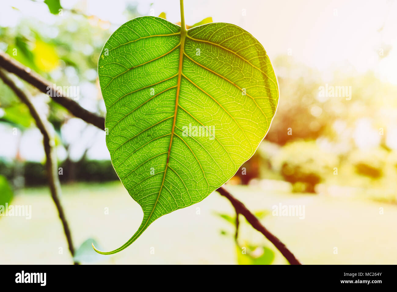 Bodhi Blatt Grün frisch Natur Ökologie mit Sonnenlicht Photosynthese Stockfoto