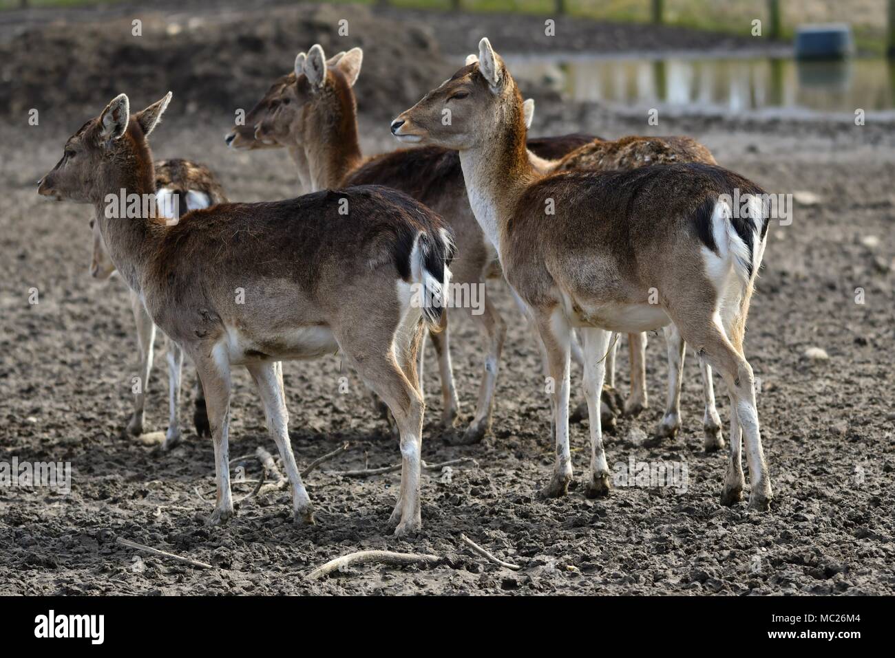 Das damwild (Dama Dama) ist ein wiederkäuer Säugetier aus der Familie der Cervidae. Dieser gemeinsame Art ist heimisch in Europa Stockfoto