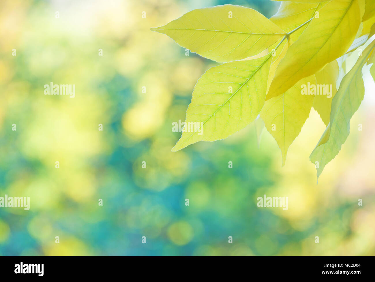 Gelbe Blätter der amerikanischen Ahorn sind auf dem Hintergrund der Bunte Herbst Laub Stockfoto
