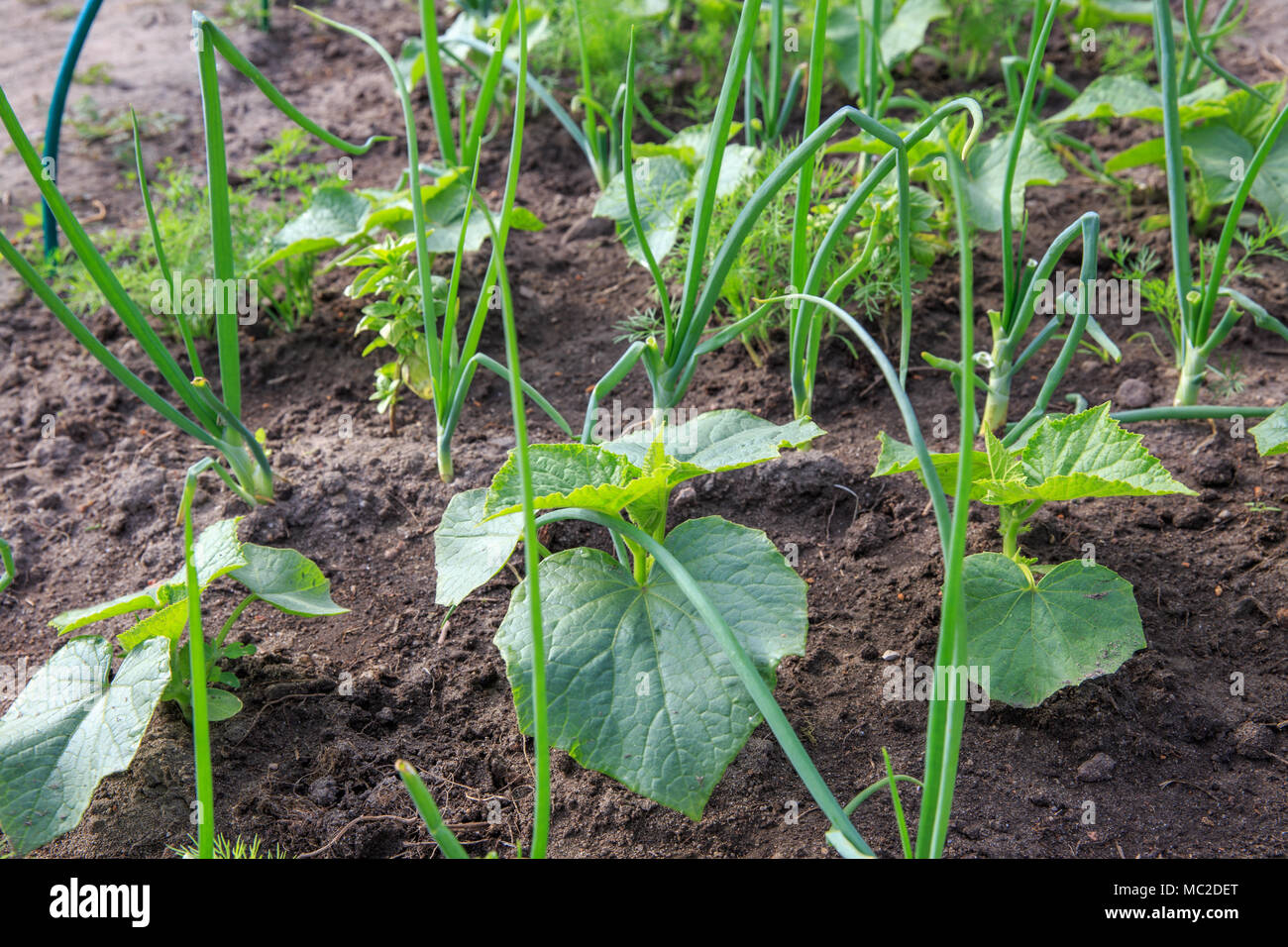 Gemusegarten Junge Gemuse Pflanzen Zwiebeln Gurken Dill Im
