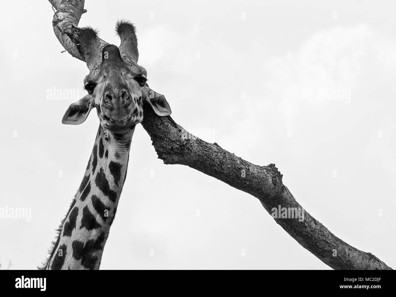 Schwarz-Weiß-Giraffenportrait gegen einen Zweig, Nairobi Nationalpark, Kenia Stockfoto