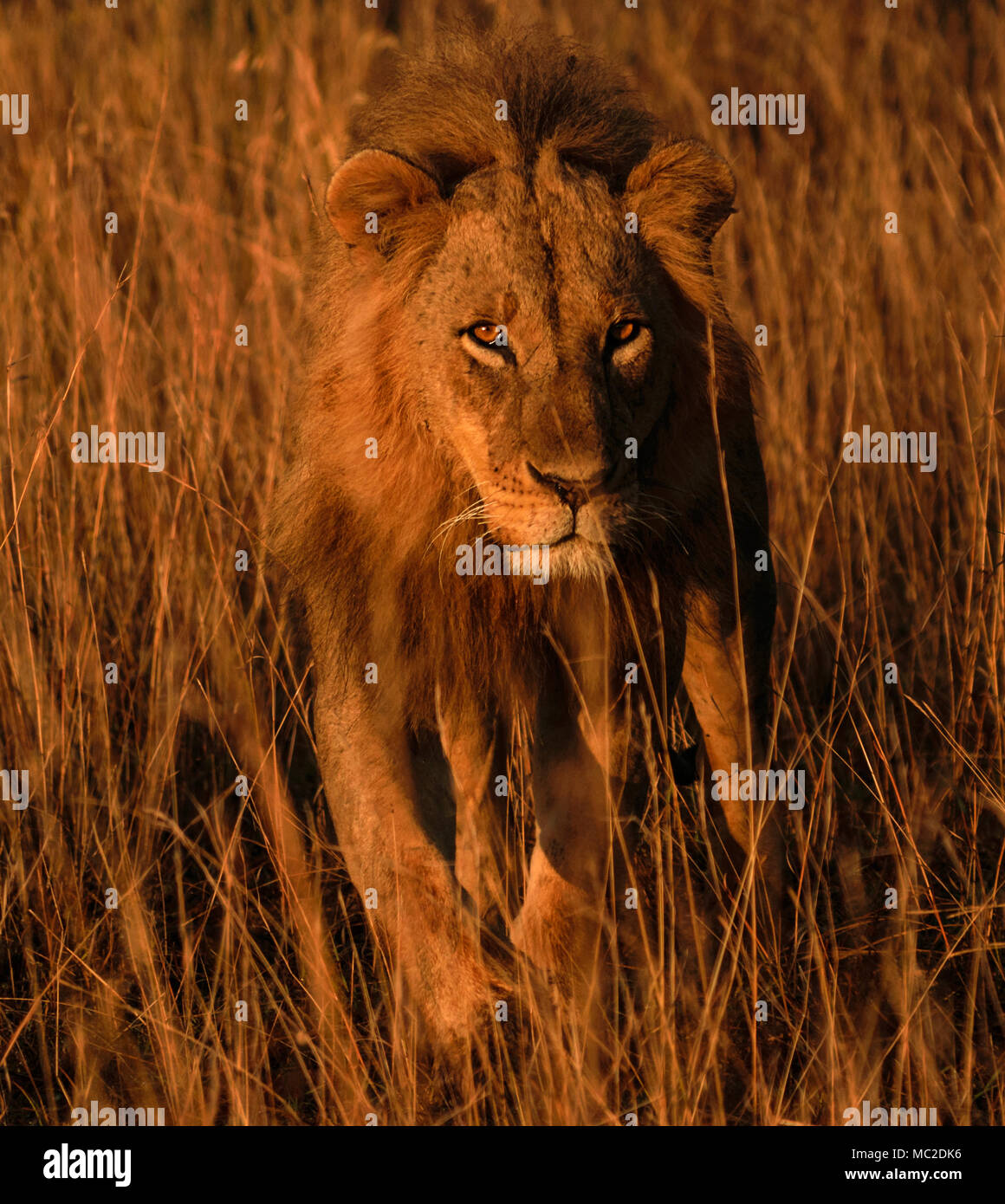 Löwe beim Gehen und Blick in die Kamera durch hohes Gras am Morgen, Nairobi National Park, Kenia Stockfoto