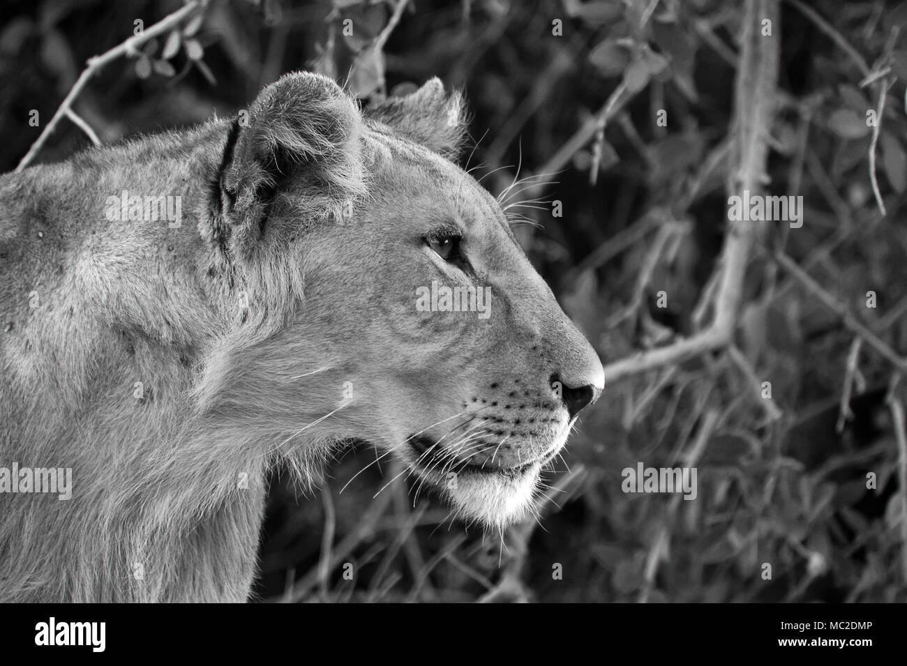 Schwarz-weißes Löwenportrait, Samburu Nationalpark, Kenia Stockfoto