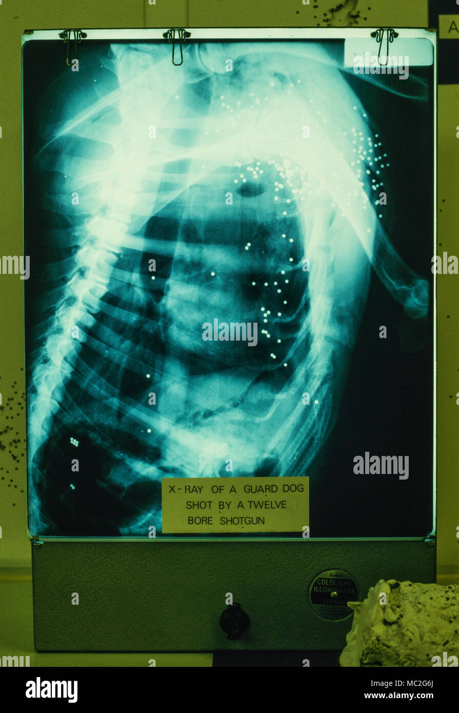 Scotland Yard Schwarz Museum Lambeth 1986 X-Ray von Guard Dog Schuß durch 12 Bohrung Schrotflinte Fotos auf einem organisierten Presse Service Besuch mit Berechtigungen für die Forensische Abteilung in Lambeth London übernommen. Exponate gezeigt wurden durch den Besuch der Polizei aus Großbritannien und Übersee die forensische Arbeit von Scotland Yards forensische Untersuchungen Team umfangreiche kriminelle Fälle zu beurteilen. Die Exponate sind nun in Scotland Yard untergebracht und nicht für die Öffentlichkeit zugänglich. Stockfoto