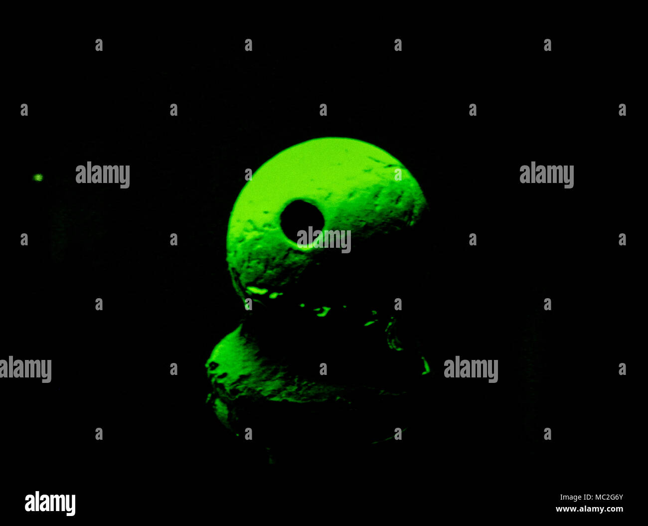 Polizei forensische Wissenschaft DIENSTLEISTUNGEN LABOR, Lambeth, London. Scotland Yard Schwarz Museum Lambeth 1986 die Kugel auf 1,52 mm auf eine eltro Scanning Mikroskop, die den Giftstoff Rizin die Ermordung des bulgarischen BBC-Journalist Georgi Markov am 7. September 1978 an. Die Kugel wurde in die Spitze von einem Regenschirm, erstochen wurde, inti sein Bein als er zu Hause in der Waterloo Bridge in London ging eingefügt. Georgi Markov ermordet wurde auf einer Londoner Straße über ein Micro-engineered Pellet mit Ricin, in seinem Bein, abgefeuert aus einem Regenschirm von jemand mit zugehörigen Stockfoto