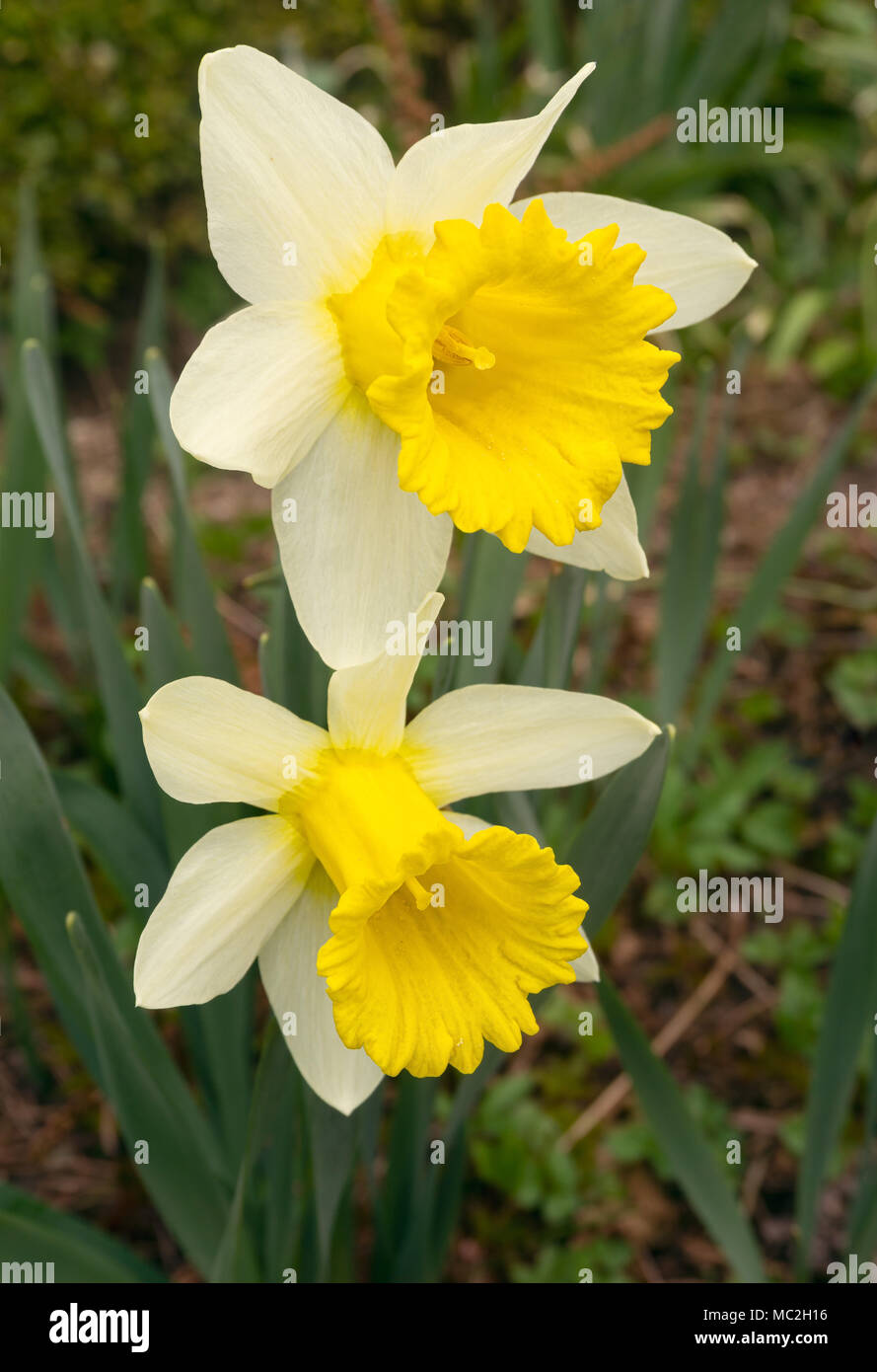 Die fastenzeit Lilie Blume Stockfoto