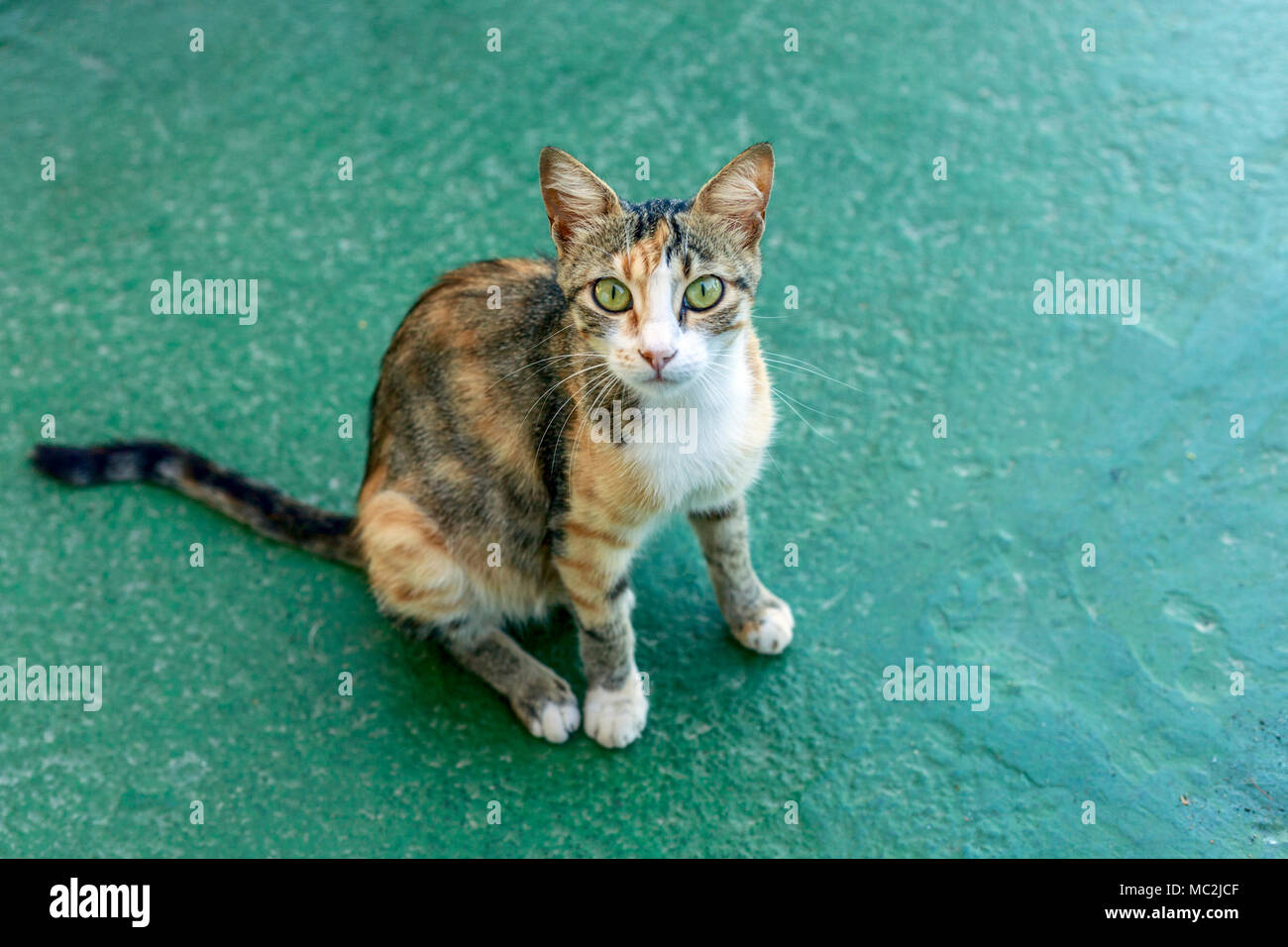 Wide-eyed cat Stockfoto