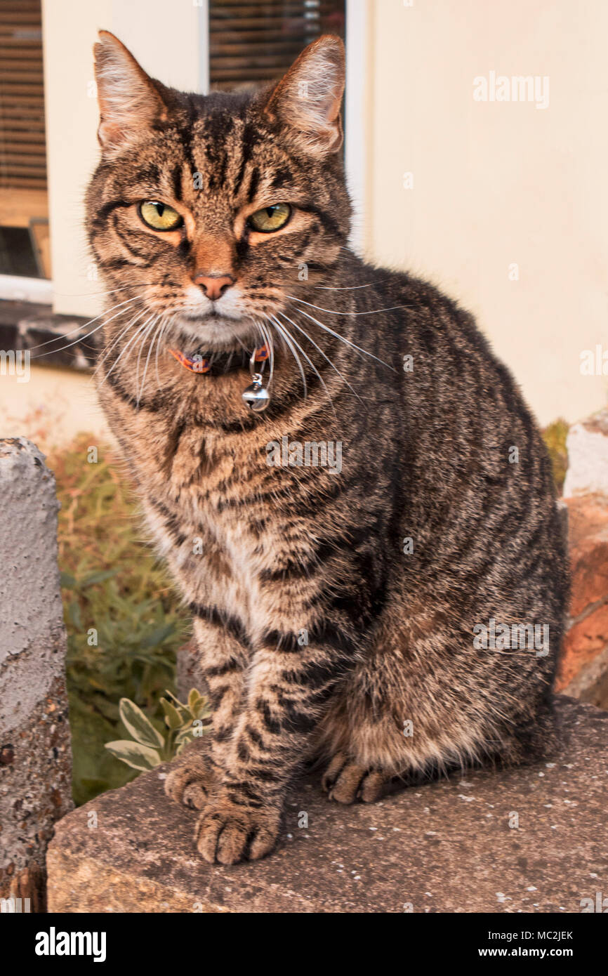 Gestreiften Katze Stockfoto