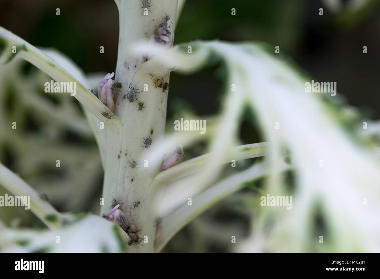 In der Nähe von Blattläusen Fütterung auf die Stengel und Blätter von zierpflanzen Kohl Pflanzen Stockfoto