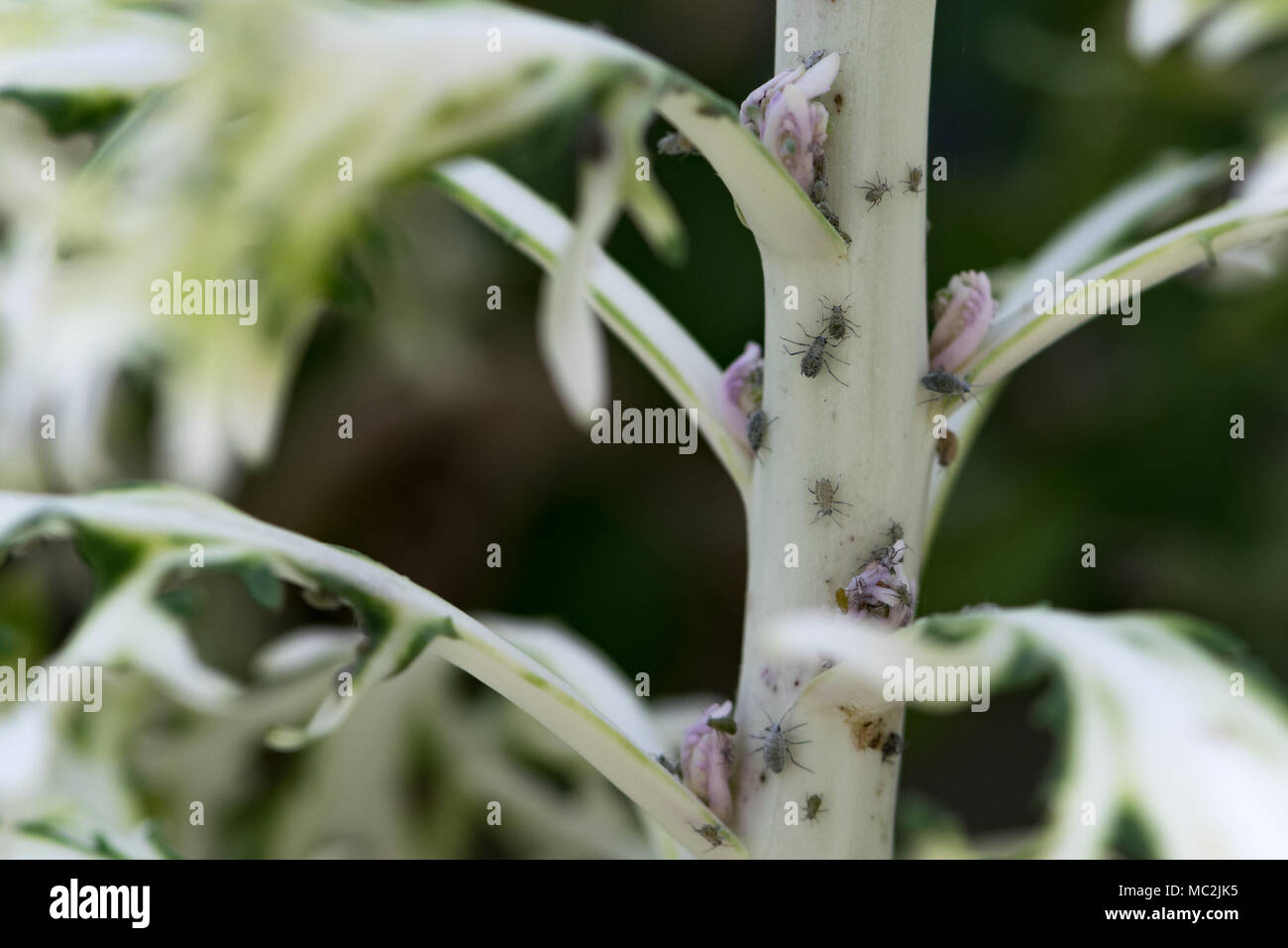 In der Nähe von Blattläusen Fütterung auf die Stengel und Blätter von zierpflanzen Kohl Pflanzen Stockfoto