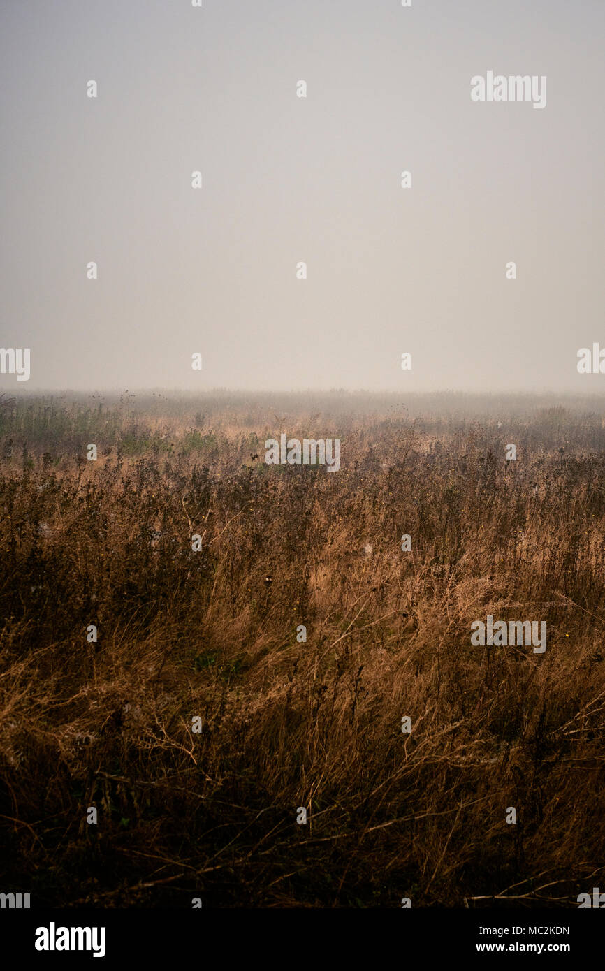 Ein leeres Feld in einem Nebel gebunden Landschaft Stockfoto