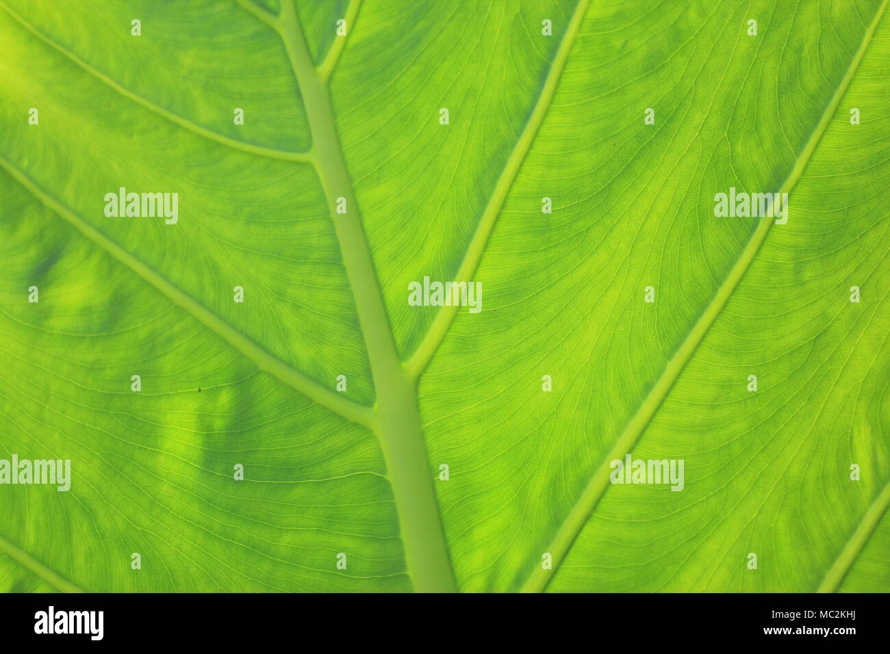 Grüne alocasia Blätter mit Venen in der Nähe mit Hintergrundbeleuchtung Stockfoto