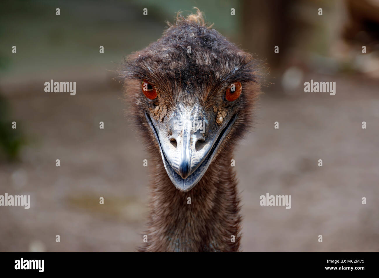 Porträt eines Strauß Emu. Bird's Kopf Nahaufnahme Stockfoto