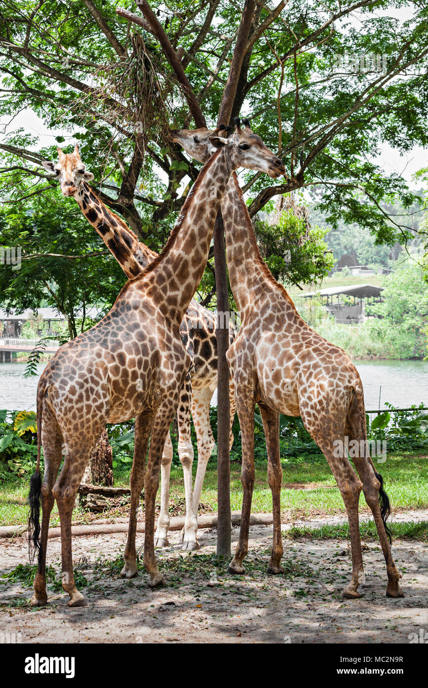 Die Giraffe (Giraffa Camelopardalis) ist eine Afrikanische sogar toed ungulate Säugetier, das höchste aller bestehenden Land lebenden Tierarten, und der größte ru Stockfoto