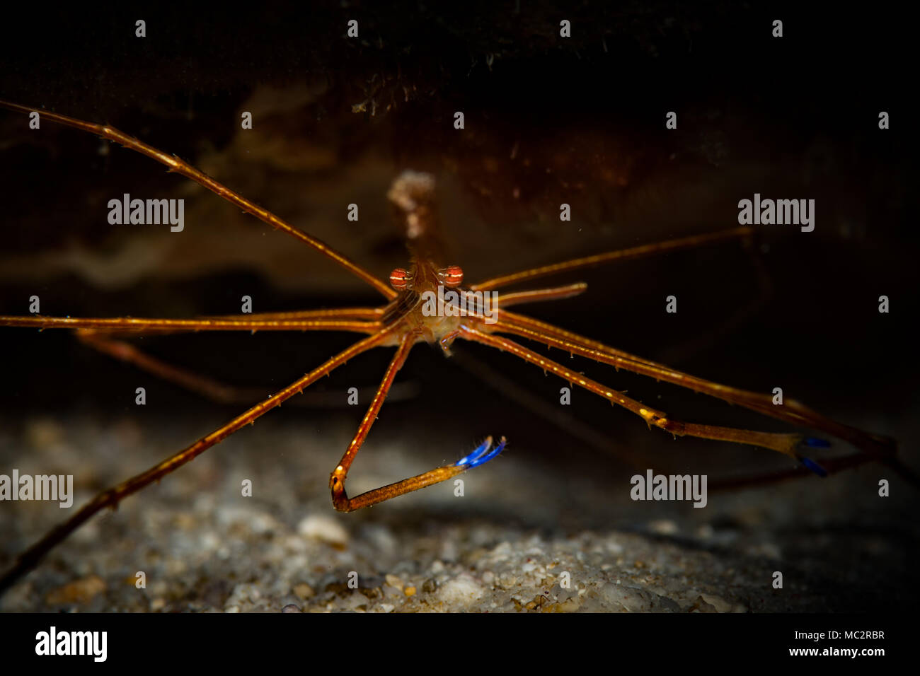 Yellowline Pfeil Crab (Stenorhyncus Seticornis) auf das Riff in Bonaire, Niederländische Antillen Stockfoto